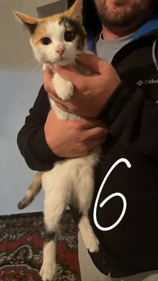 6 котят Девочки Есть домашнюю еду молококорм приучена к лоткуигривыемышеловки, фотография 6