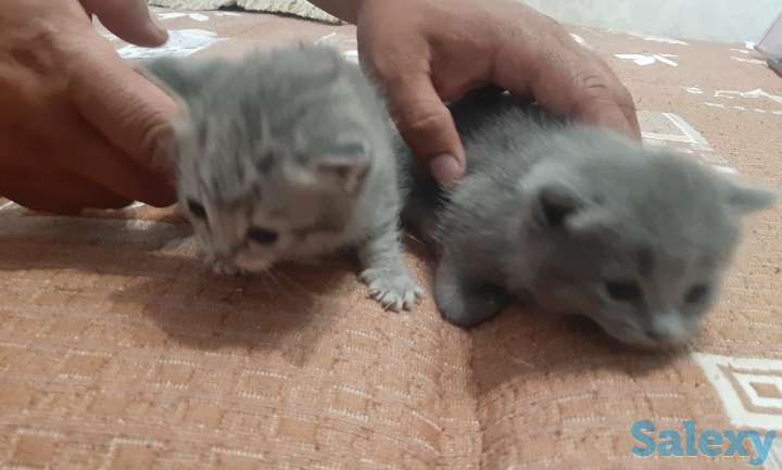 Котята британцы, фотография 4