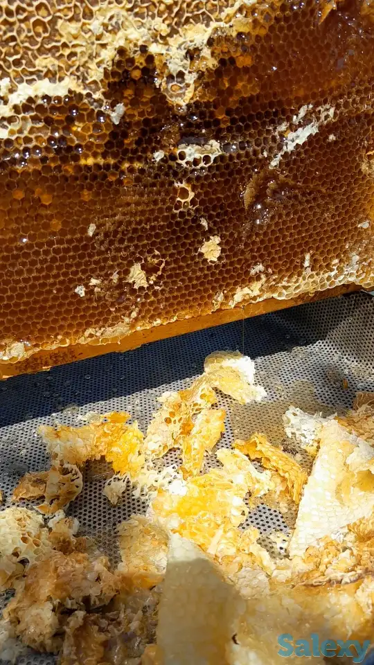 Продам мед (подсолнечник), фотография 2