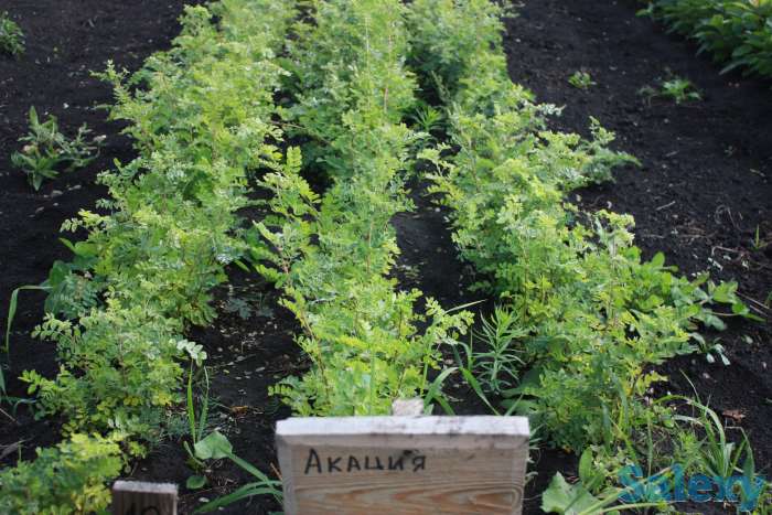 Саженцы на доращивание, фотография 1