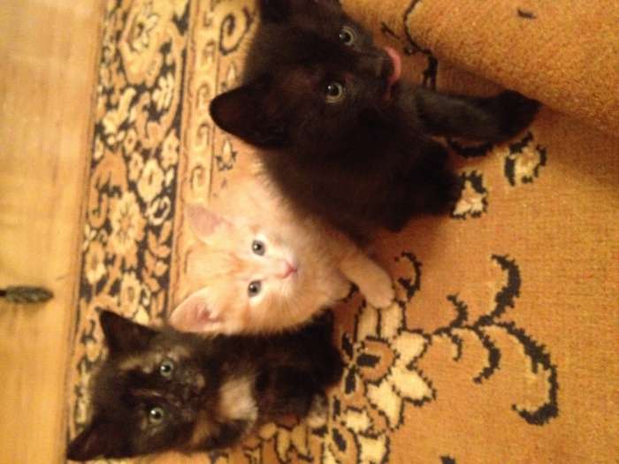 Котята бесплатно, фотография 2