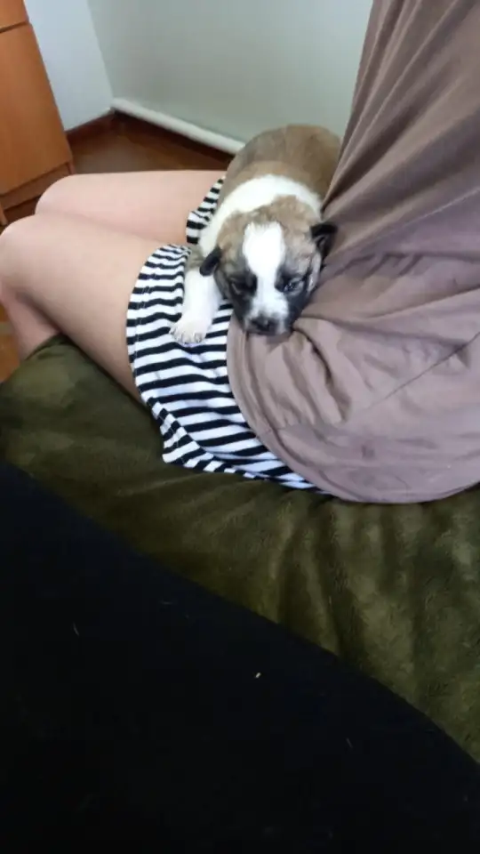 Срочно отдам щенка в добрые руки, фотография 1