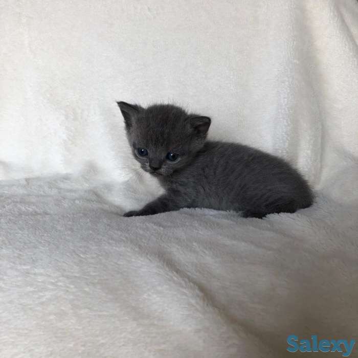 продам британских котят, фотография 1