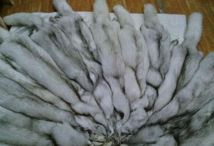 В продаже шкурки песца, куницы, енота, чернобурки и меховых опушек, фотография 1