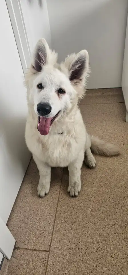 Продам Собак Породы Белая Швейцарская овчарка, фотография 6