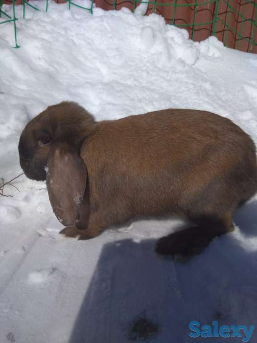 Чистопородные кролики Французский баран, фотография 5