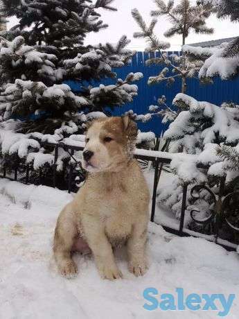 Мальчик САО с питомника, фотография 1