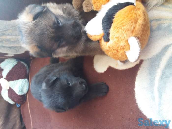 Продаются щенки немецкой овчарки с родословной, фотография 2