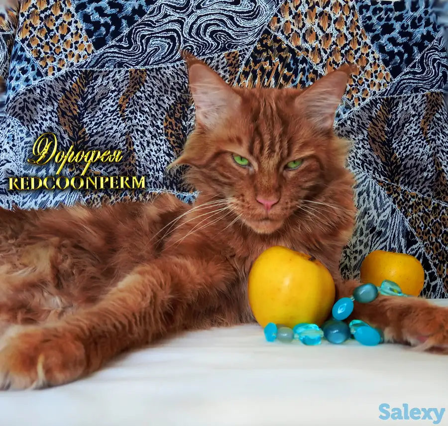 Мейн Кун красный солид. Шоу класс. Питомник, фотография 9