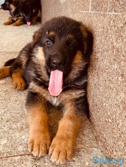 Породистые щенки немецкой овчарки, фотография 3