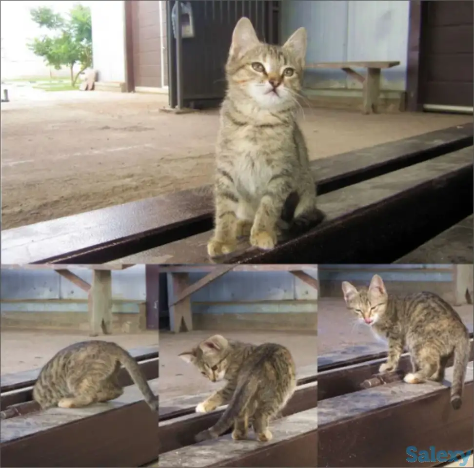 Милые кошечки, фотография 2