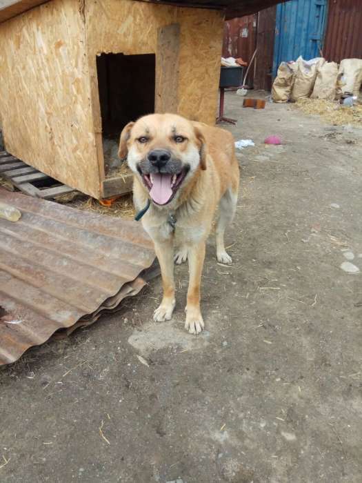 Собаки из приюта  свет надежды, фотография 10