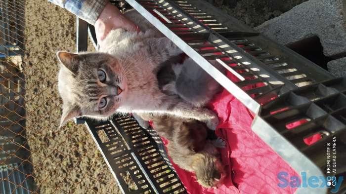 Отдам замечательных котят в добрые руки! Бесплатно! Мама тайская кошка, фотография 1