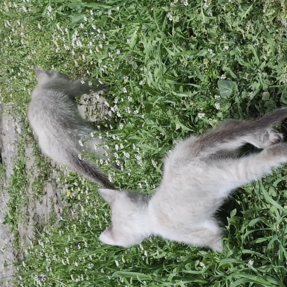 Отдадим котят в добрые руки, фотография 5