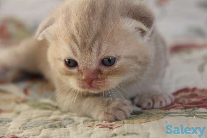 Продажа/бронирование, фотография 2