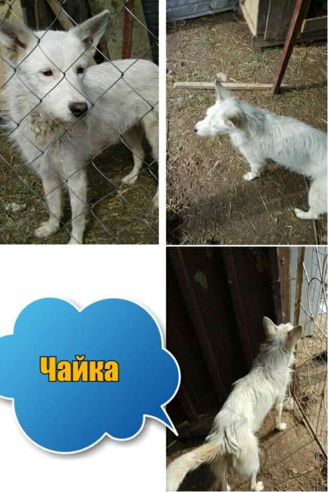 Собаки из приюта  свет надежды, фотография 12