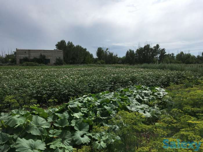 Продам дом, п. Чкалово,, фотография 12