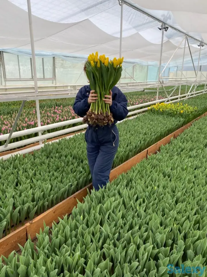 Тюльпаны оптом, фотография 2