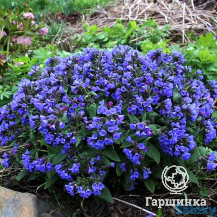 Медуница Блю Энсайн, фотография 1