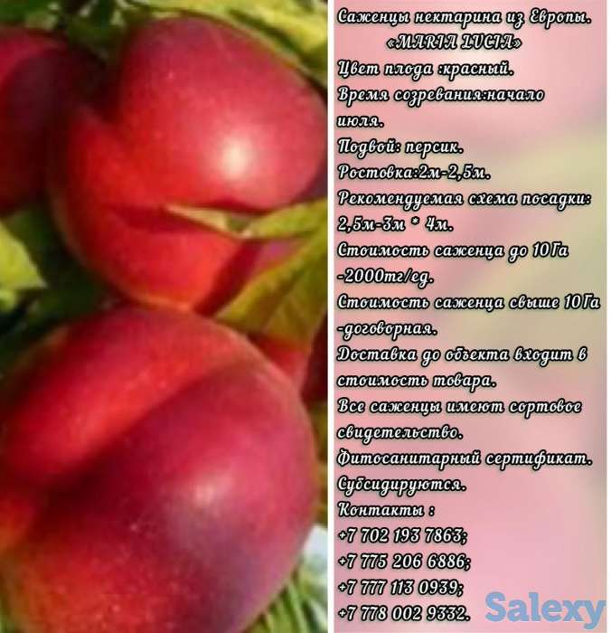 Саженцы нектарина  Maria Lucia (Мария Люция) Сербия, фотография 1