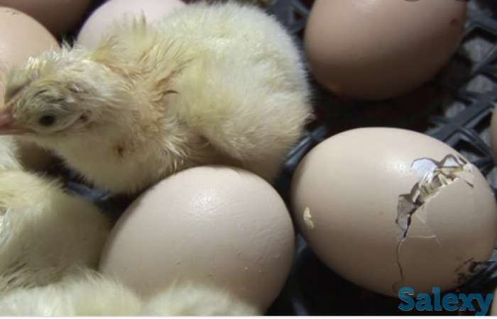 Инкубационные яйца Бройлер, фотография 2