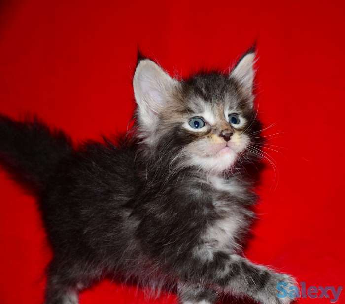 Шикарные котята Мейн-куна!, фотография 4