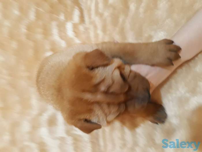 Продаются щенки Шарпея., фотография 1