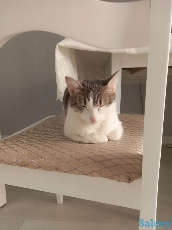 Отдам котенка в добрые руки, фотография 2