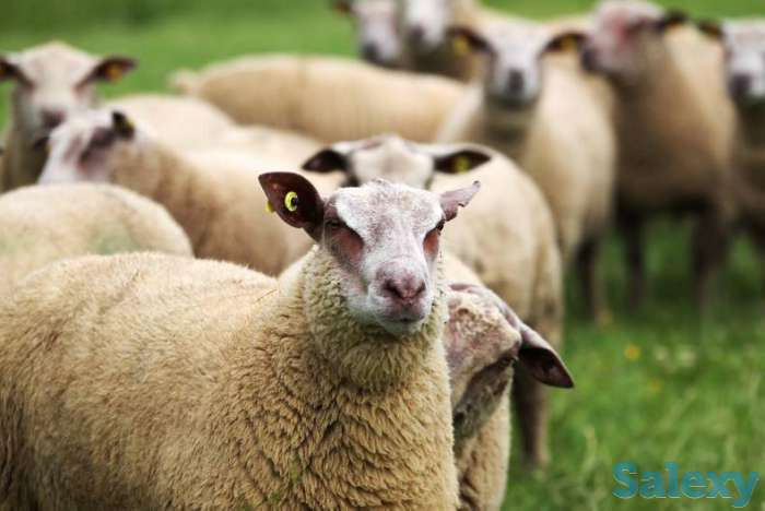 Племенные овцы Шароле (скот из Европы класса Элита и Элита Рекорд), фотография 4