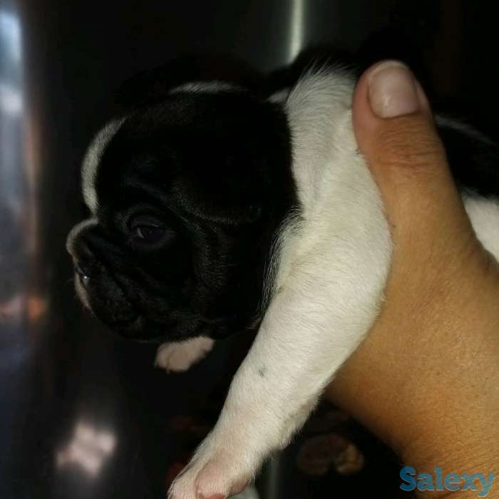 Французский бульдог, фотография 1