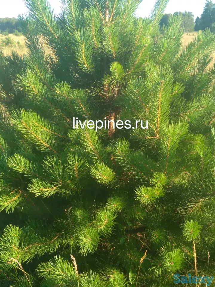 Саженцы Живая Сocна Обыкновенная, фотография 1