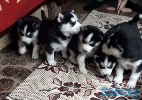 Хит Продаж Красивые Нарядные Милые щенки Сибирских Хаски Дешево!, фотография 1