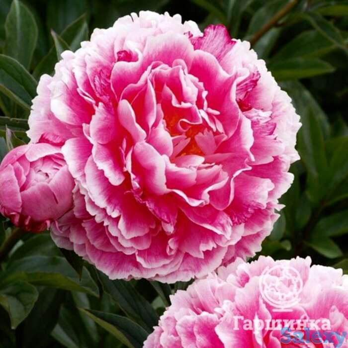 Пион кёнингин вильгельмина, фотография 1