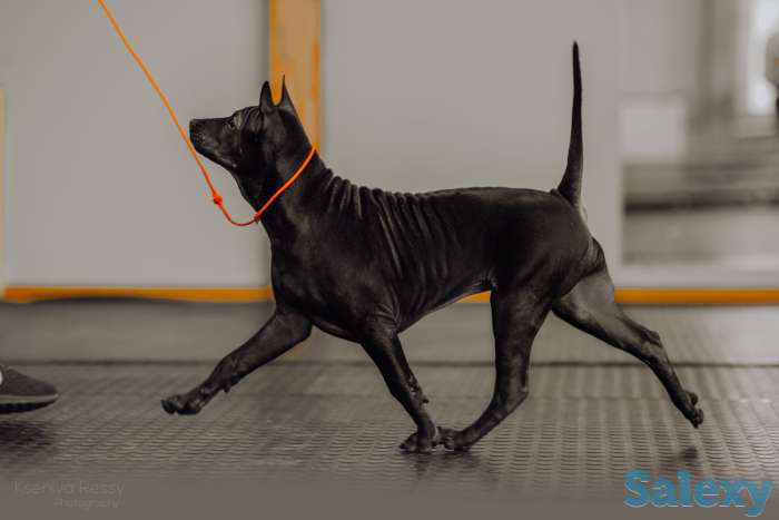 Щенки Тайского риджбека, фотография 7