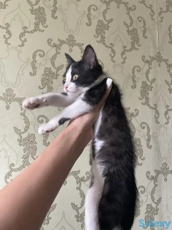 Отдам котенка в добрые руки, фотография 2