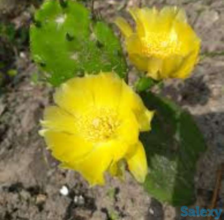 Опунция уличная, зимостойкая ( съедобная)., фотография 2