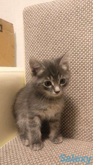 Отдам котят в заботливые руки, фотография 4