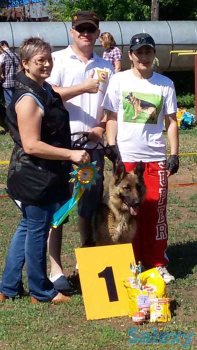 Щенки немецкой овчарки, фотография 2