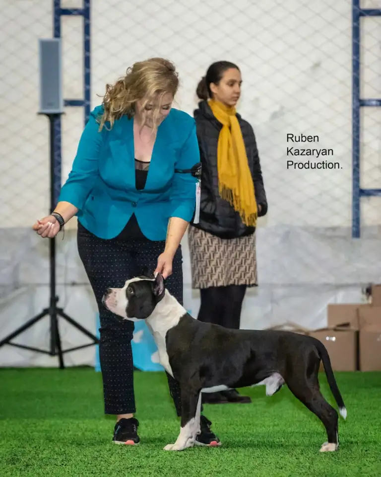 Щенки американского стаффордширского терьера, фотография 3