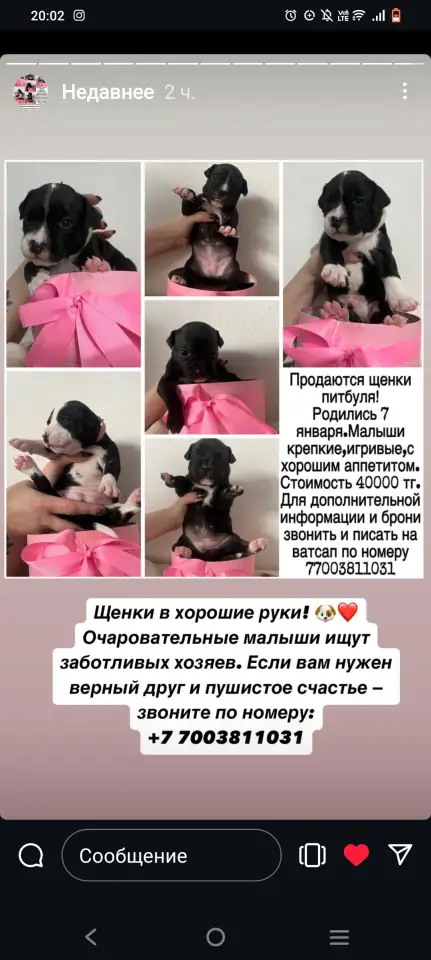 Готовятся к продаже щенки питбуля,родившиеся 7 января. Прекрасный подарок для ценителей породы! Остались 4 девочки один, фотография 1