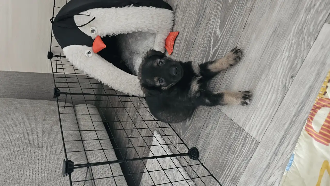 Ищу дом для щенка, фотография 2