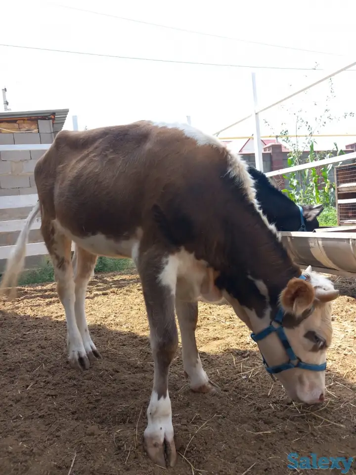 корова нестельная, фотография 5