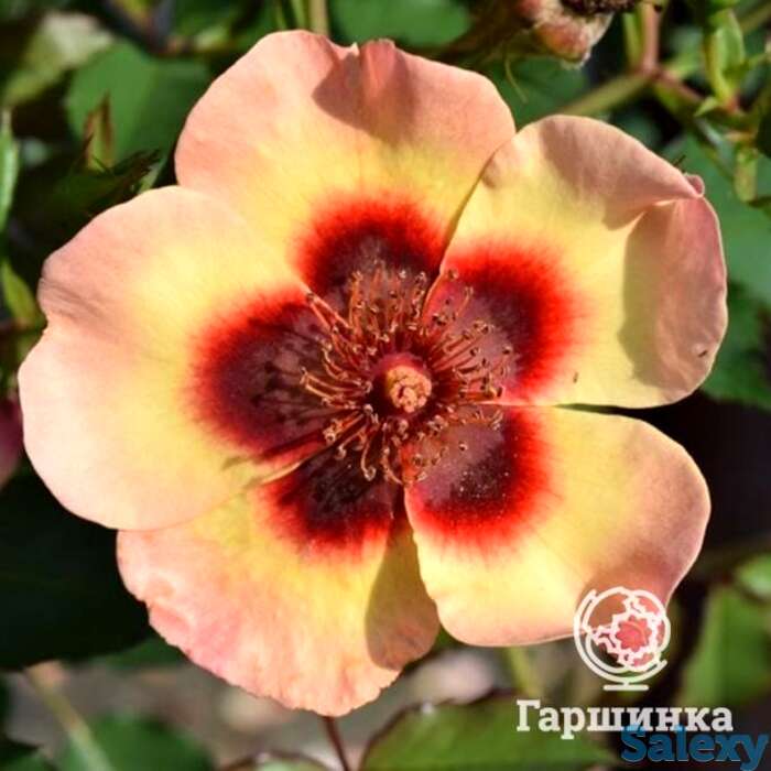 Роза фэнси бэбилон айз, интерплант, фотография 1