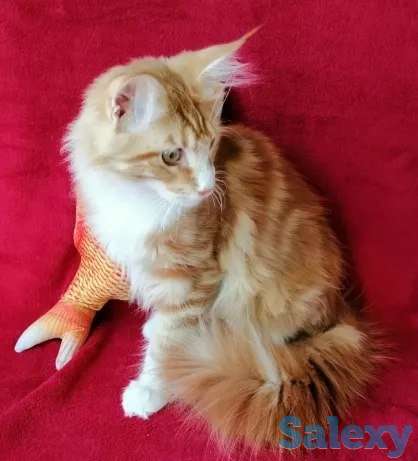 продаю  мальчика  Мейн-Кун, фотография 1