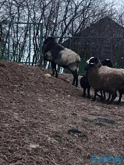 Продам овец романовских, фотография 3