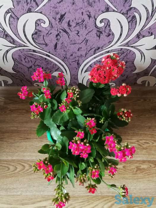 Комнатные цветы, фотография 12