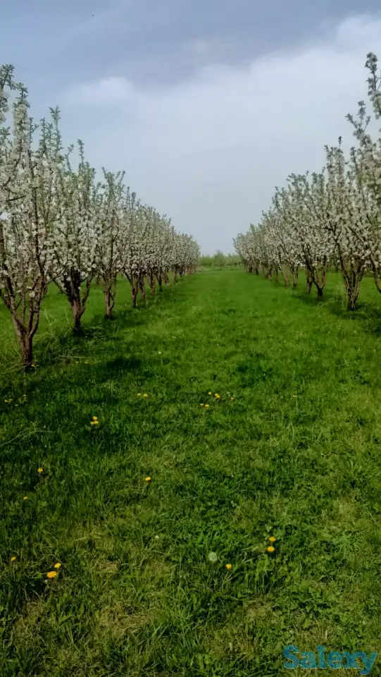 Продам яблоневый сад, фотография 7