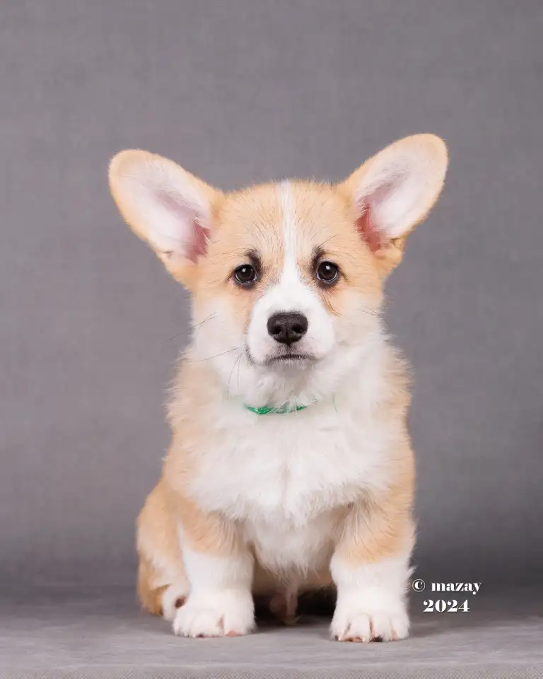 Щенки Вельш Корги Пемброк, фотография 2