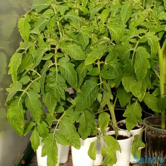 Рассада томатов, самые вкусные сорта, фотография 3