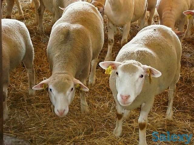 Племенные овцы Шароле (скот из Европы класса Элита и Элита Рекорд), фотография 6